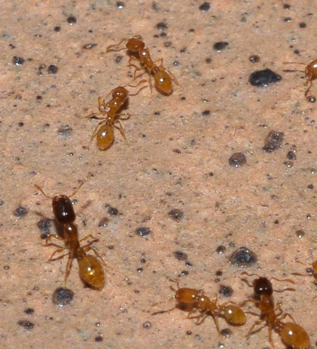 Solenopsis orbulaSolenopsis orbula