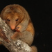 Rio Negro Silky Anteater - Photo (c) Ronald Bravo, all rights reserved