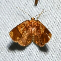 Image of Melinodes cuprina