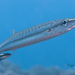 Striped Barracuda - Photo (c) Shigeru Harazaki, all rights reserved, uploaded by Shigeru Harazaki