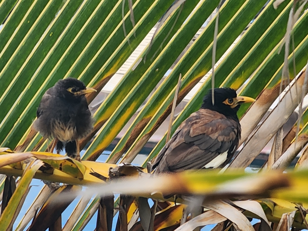 Common Myna From Poipu Koloa HI 96756 USA On August 10 2023 At 07 common-myna-from-poipu-koloa-hi-96756-usa-on-august-10-2023-at-07