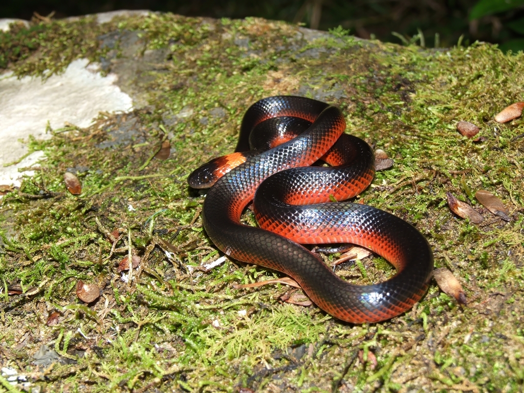 False Mussurana from Lages - SC, Brasil on March 28, 2013 at 08:41 AM ...