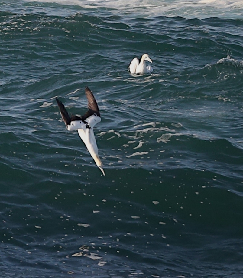 Cape gannet