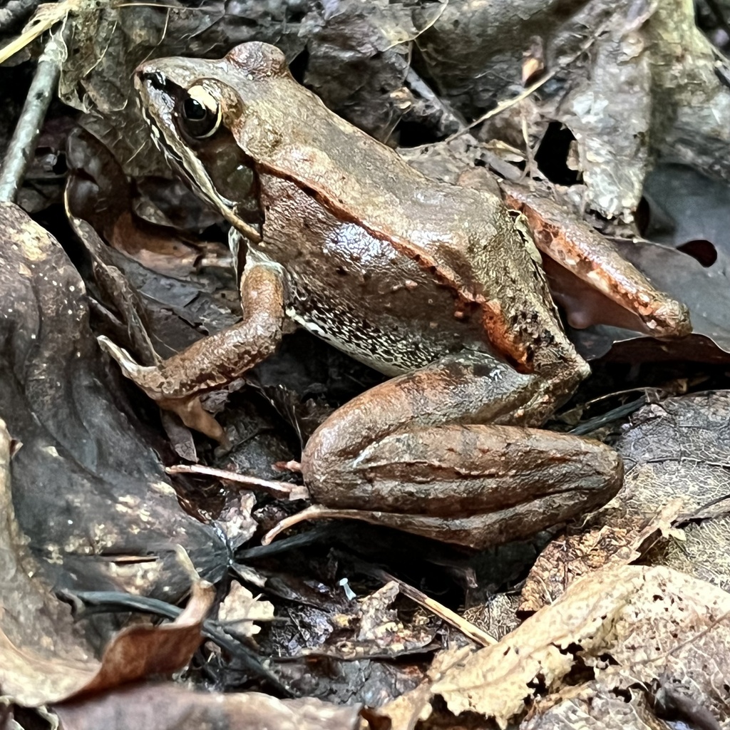 Wood Frog from Mount Carleton Provincial Park, Addington, NB, CA on ...