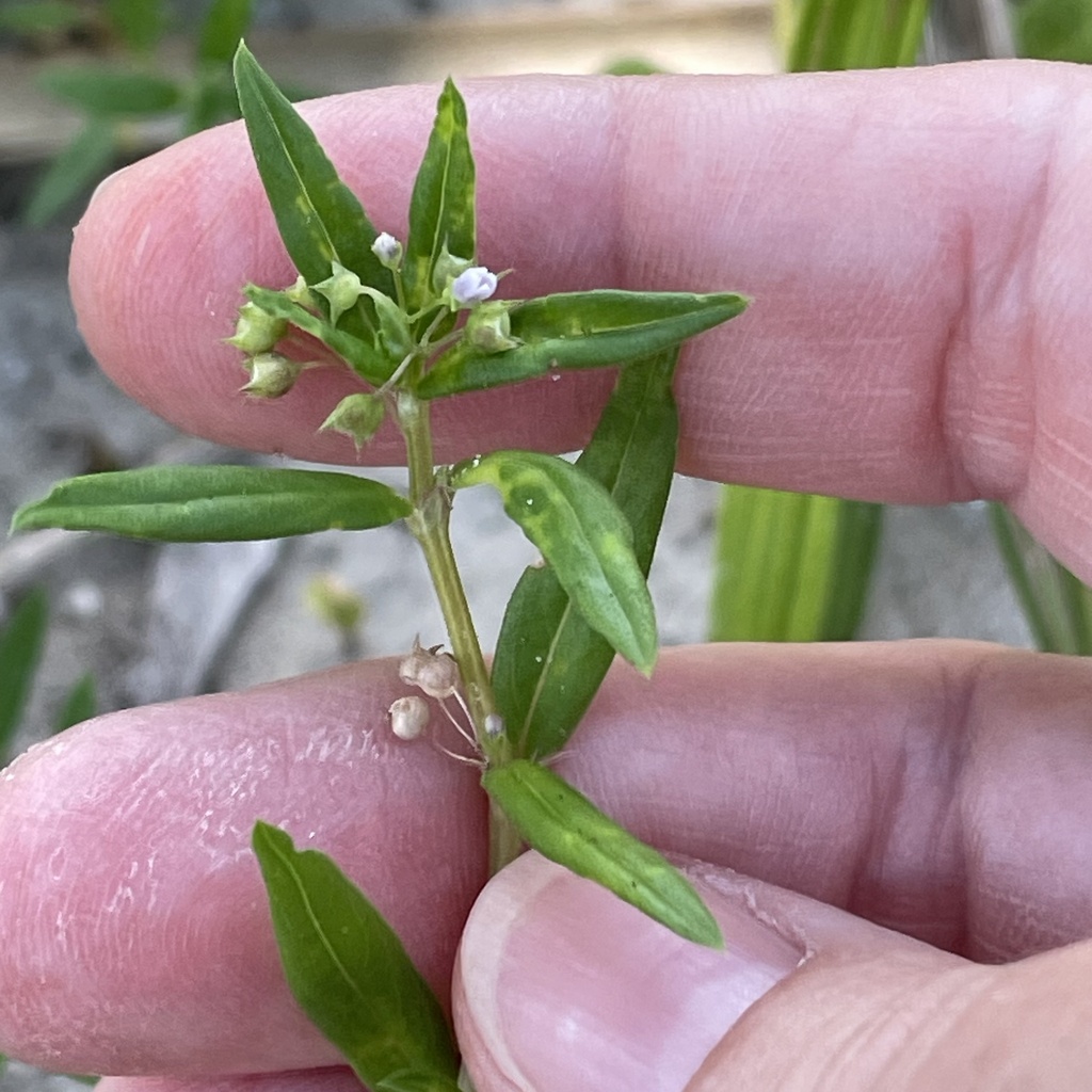 Old World Diamond Flower from Cypress Point Park, Tampa, FL, US on