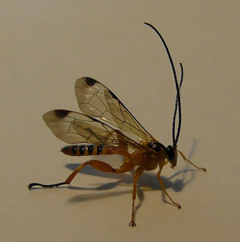 Yellow-banded Ichneumonid Wasp from Watsonville QLD 4887, Australia on ...