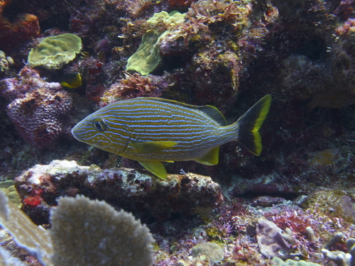 Bluestriped Grunt