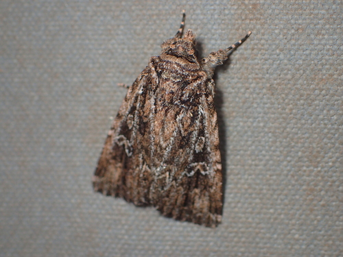 Ectopatria clavigera