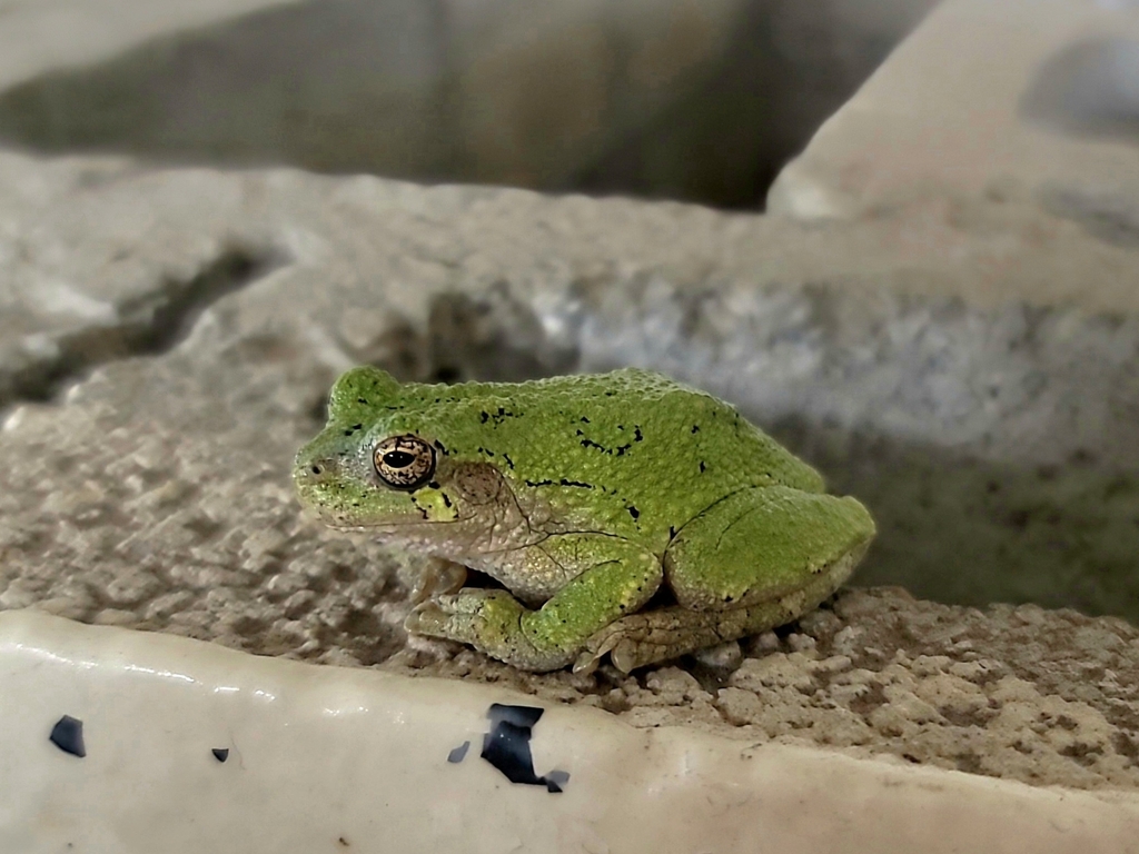 Cope s gray treefrog from pine ridge ky 41360 usa on august 10 2023
