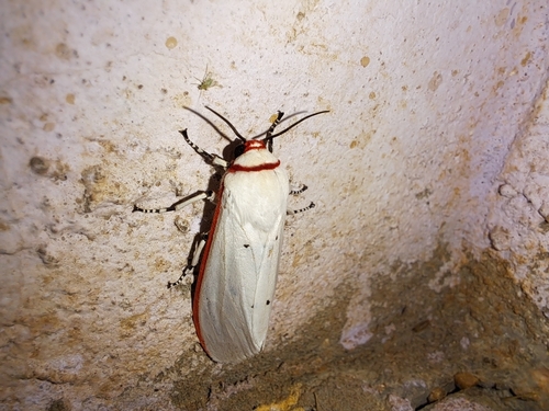 Red Costate Tiger Moth