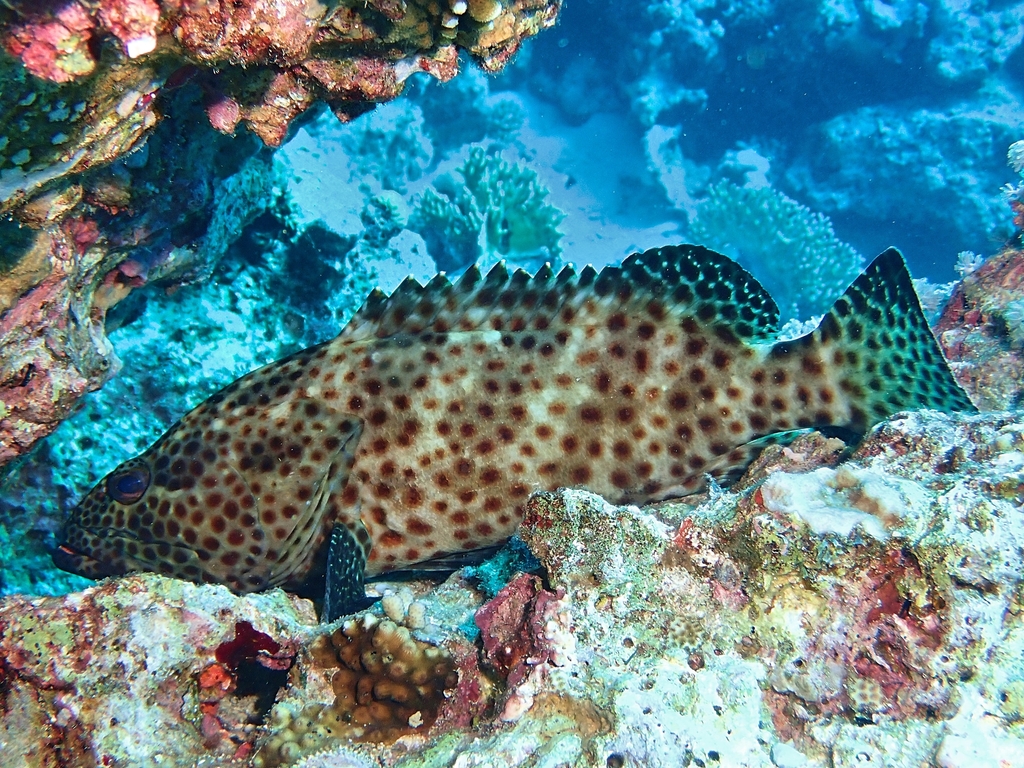Greasy Grouper