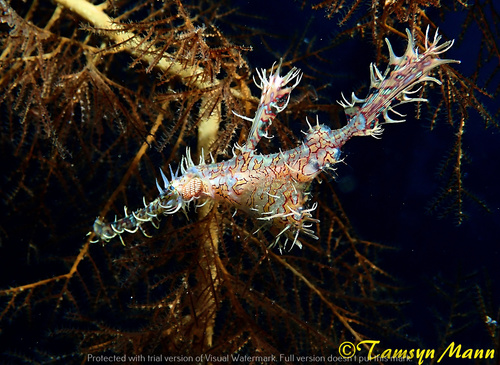 Ornate Ghostpipefish — seen at this dive site