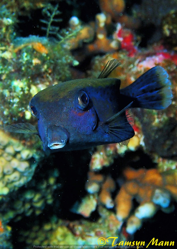 Bluetail Boxfish — seen at this dive site