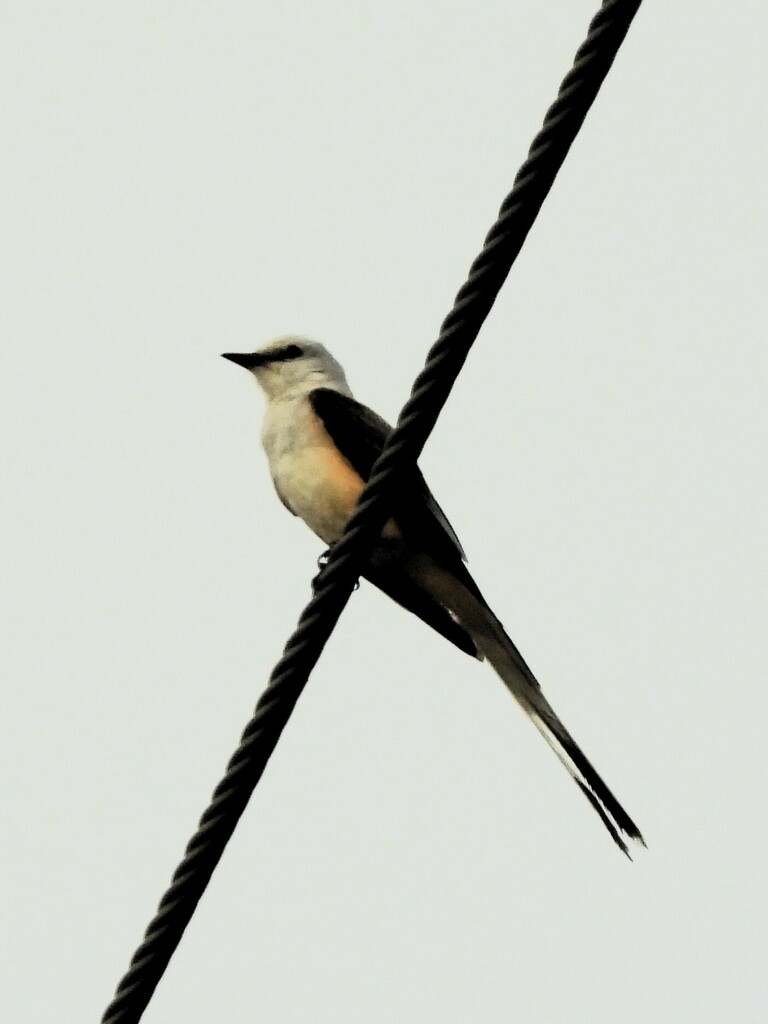 Scissortailed Flycatcher from Gonzales County, TX, USA on July 8, 2023