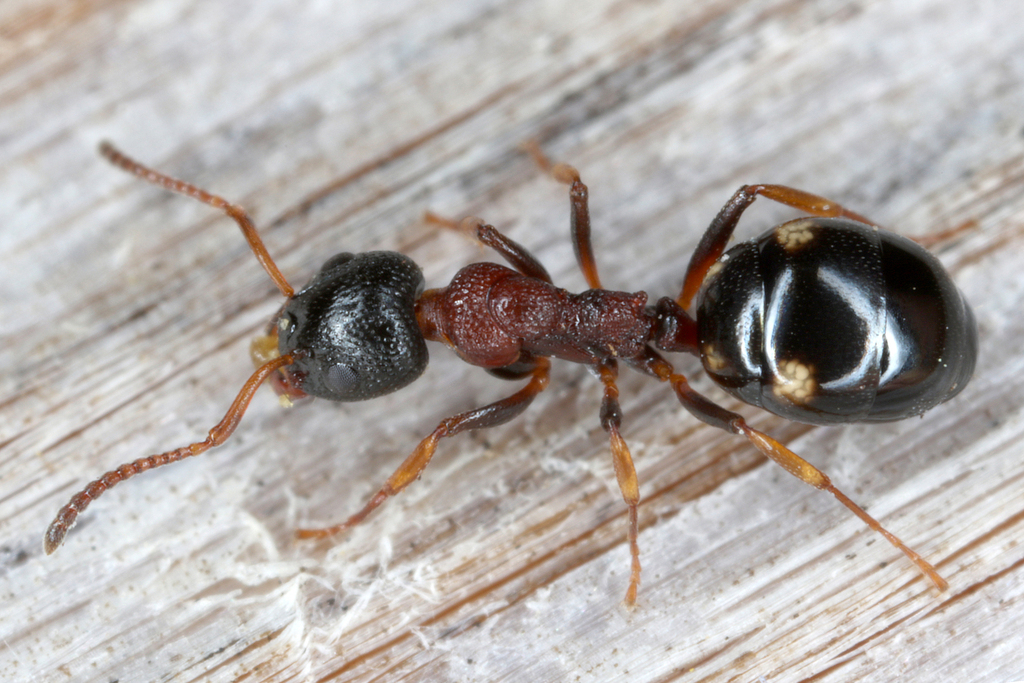 Dolichoderus quadripunctatus