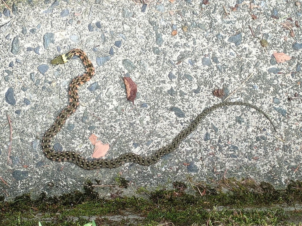 Rhabdophis tigrinus tigrinus from 1440152 Kutsukake, Aoki, Chiisagata