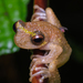 Pratt's Tree Frog - Photo (c) Susan Myers, all rights reserved, uploaded by Susan Myers