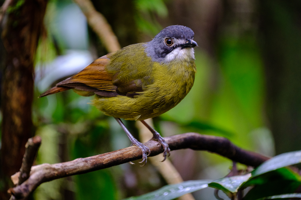 Green-backed Robin photo