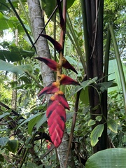 Heliconia pogonantha image