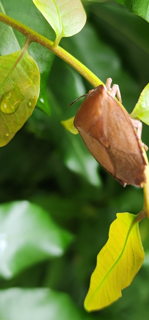 Lychee Stink Bug from 813台灣高雄市左營區半屏山公園 on August 11, 2023 at 09:44 AM ...