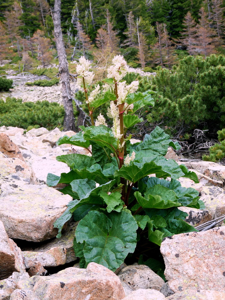 Rhubarb