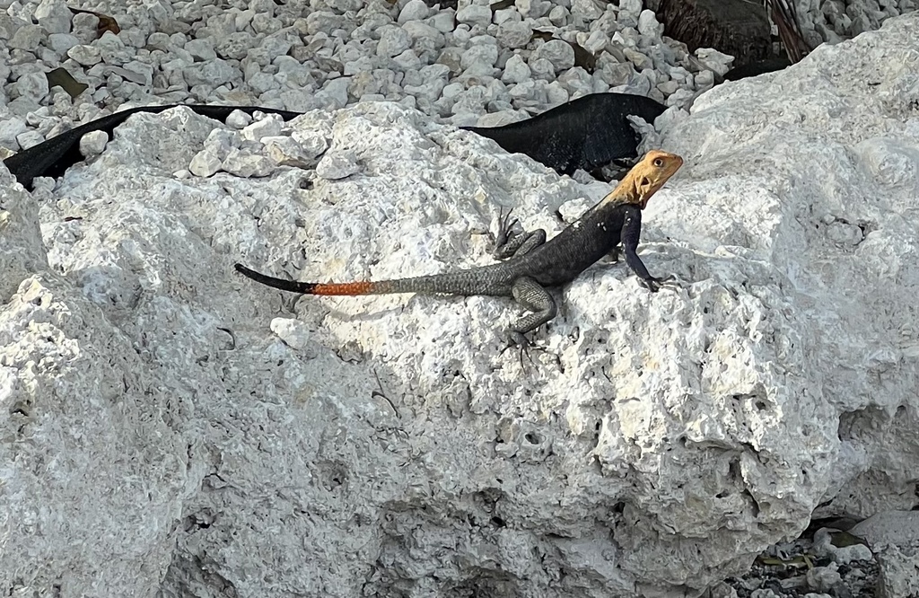 Peters's Rock Agama from Plantation Key, Islamorada, FL, US on October ...