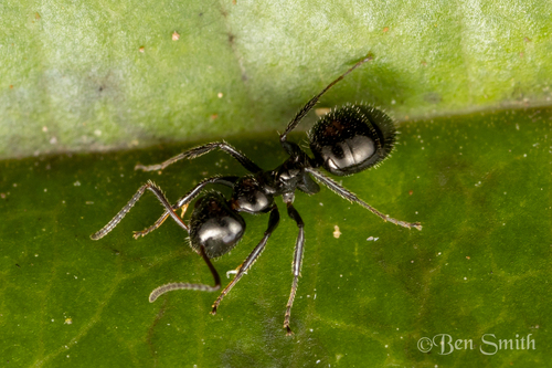 Camponotus raphaelisCamponotus raphaelis