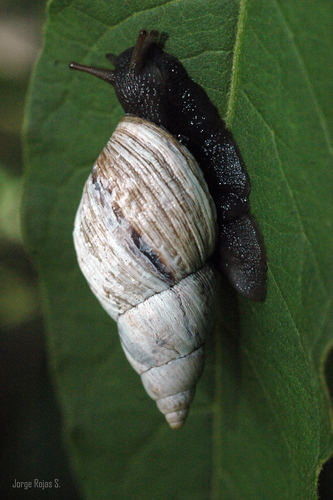 Mesembrinus rudis