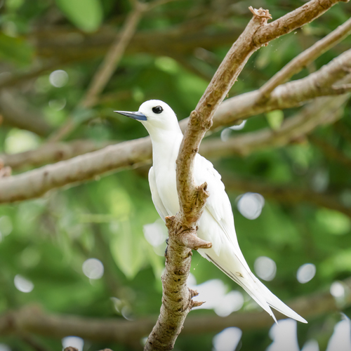 Blue-billed White-tern