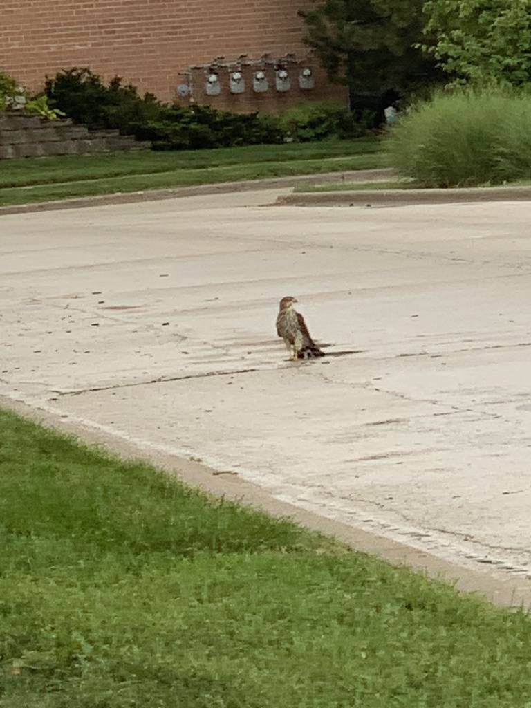 Cooper's Hawk from Hanbury Dr, Des Plaines, IL, US on August 10, 2023