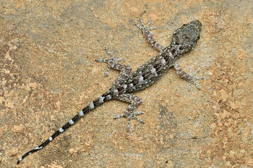 Gekko liboensis