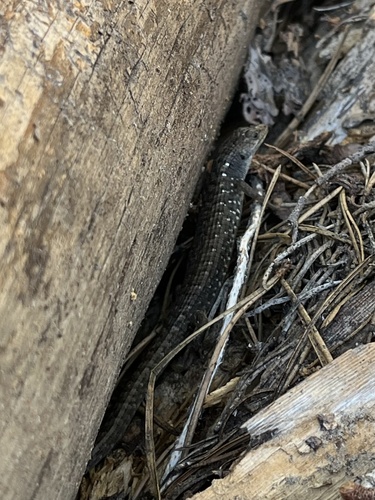 iNaturalist observation photo of Northern Alligator Lizard