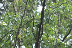 Piper barbatum image