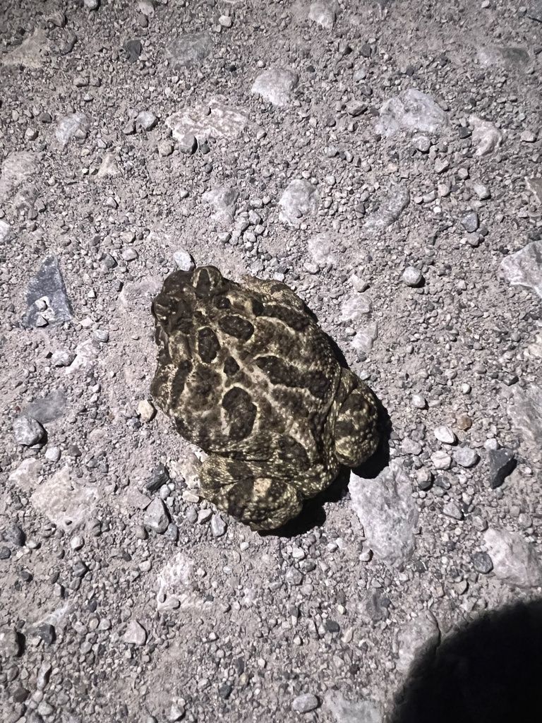 Great Plains Toad from 135th St, Thurman, IA, US on August 9, 2023 at ...