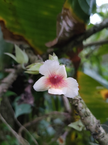 Drymonia ecuadorensis