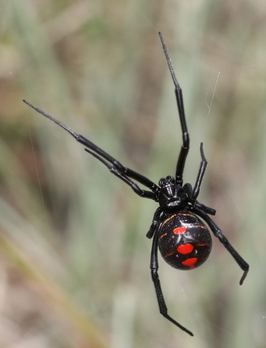 Northern Black Widow
