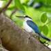 Rota Kingfisher - Photo (c) Dan LaVorgna, all rights reserved, uploaded by Dan LaVorgna