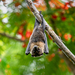 Mariana Flying-Fox - Photo (c) Dan LaVorgna, all rights reserved, uploaded by Dan LaVorgna