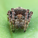 Hump Back Araneid Spider - Photo (c) Nop TC, all rights reserved, uploaded by Nop TC