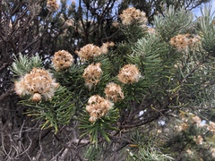 Diplostephium rosmarinifolium image
