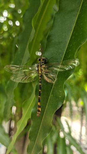 Platygomphus feae
