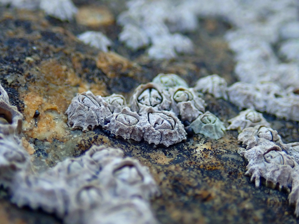 Tooth Barnacle from Victoria Bay on August 9, 2023 at 04:25 PM by ...