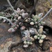 Adromischus umbraticola - Photo (c) Carel Fourie, all rights reserved, uploaded by Carel Fourie