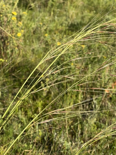 Baical needlegrass (Stipa baicalensis)