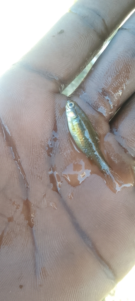 Southern African Barbs from Greater Tubatse Local Municipality, South ...