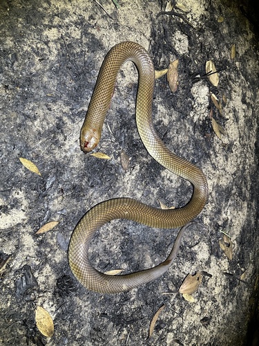 Mulga Snake sighting