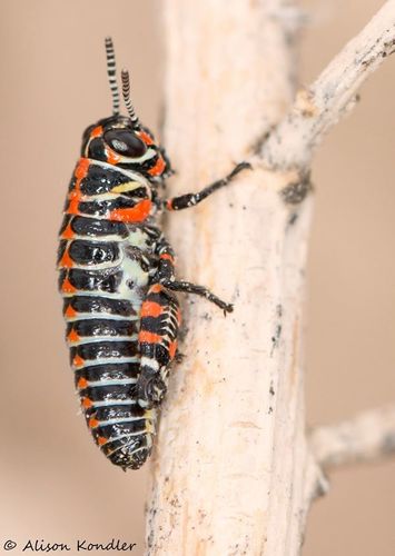 Rainbow Grasshopper