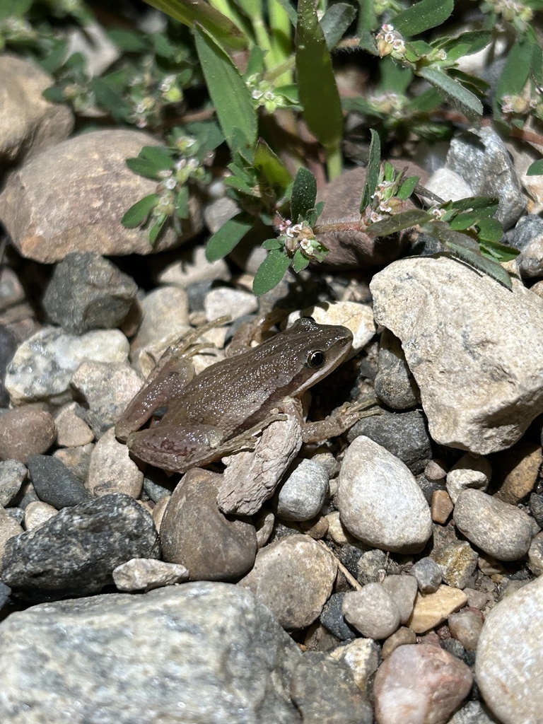 Boreal Chorus Frog from Owatonna, MN, US on August 10, 2023 at 0918 PM