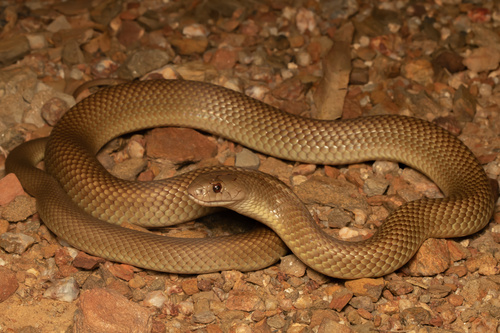 Mulga Snake sighting