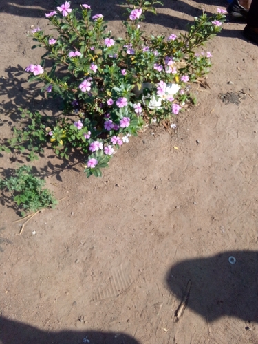 Madagascar Periwinkle